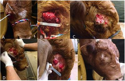 Mycobacterial Cell Wall Stimulant in the Treatment of Squamous Cell Carcinoma: A Case Series Regarding Treatment in Equine, Bovine and Caprine Patients